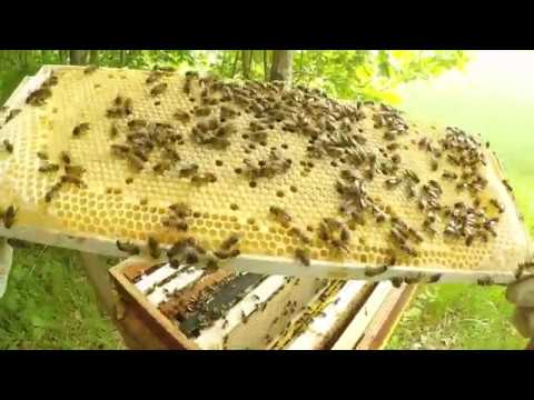 Biodling kontroll 3 skattlådan vid mitt bästa samhälle