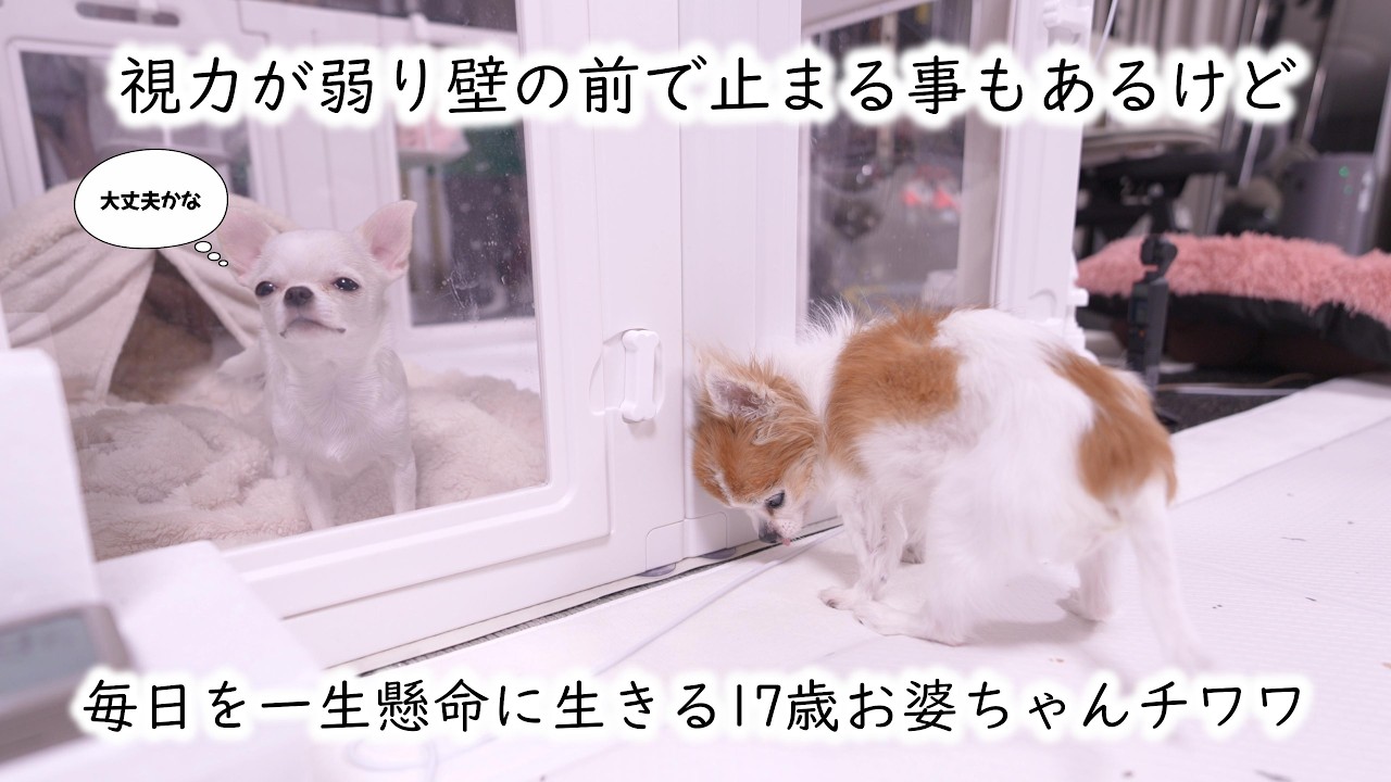 17歳のお婆ちゃんチワワが教えてくれた「今を一生懸命に生きる」ということ！