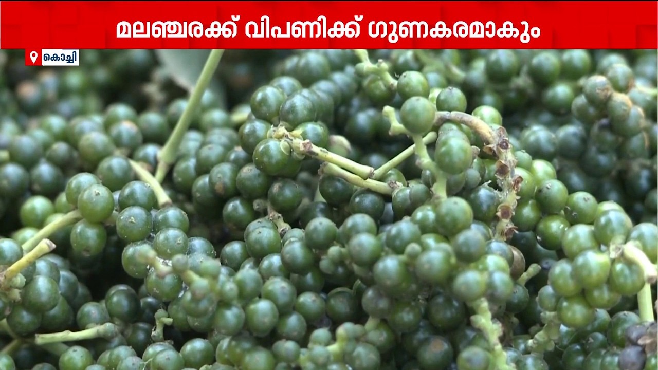 NCDEX കുരുമുളക് അവധി വ്യാപാരം വീണ്ടും തുടങ്ങുന്നു; | NCDEX Pepper Holiday Trading Resumes;