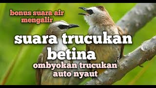 Download lagu Suara Trucukan Betina / memanggil jantan cocok untuk yang baru beli trucuk ombyokan mp3