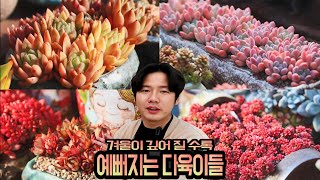 매혹적인 겨울 다육이 - 겨울에는 다육이가 왜 더 예쁘게 보일까?