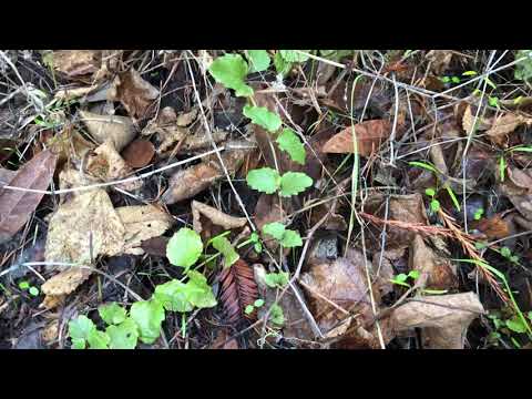 yerba buena - the medicinal wild mint