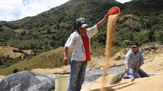 preview picture of video 'Proyecto 'Chalaco': Asociaciones de Pequeños Productores Agropecuarios'