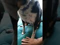 Fucking Pet Me