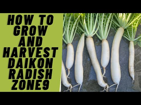 How To Grow and Harvest Daikon Radish | Zone 9