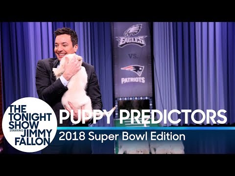 子犬はスーパーボウルLIIの勝者を予測する (Puppies Predict the Winner of Super Bowl LII)