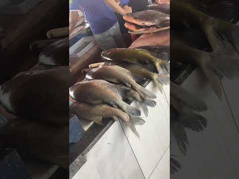 Feira do peixe Santarém para top