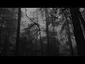 Relaxing Foggy Forest Virtual Drive Rain Storm And Thunder Sounds