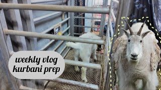 VLOG✨Selecting our Kurbani Meat
