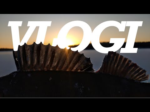 KITUSEN VLOGI -  2000 TILAAJAA!