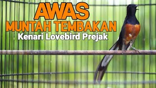 Download lagu MASTERAN Murai Batu BONGKAR ISIAN Kenari Cililin Prenjak 100%SUKSES dongkrak EMOSI langsung NYAUT mp3