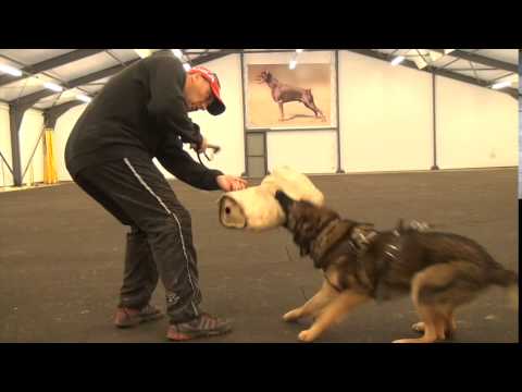 nikita vikar   protection