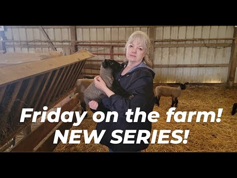 FRIDAY AT THE FARM * hAIL DAMAGE * SHEEP SHEARING * EASY RECIPE * FAMILY & FRIEND TIMES