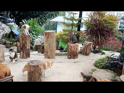Mesilau Cat's Village,  Kundasang,  Sabah