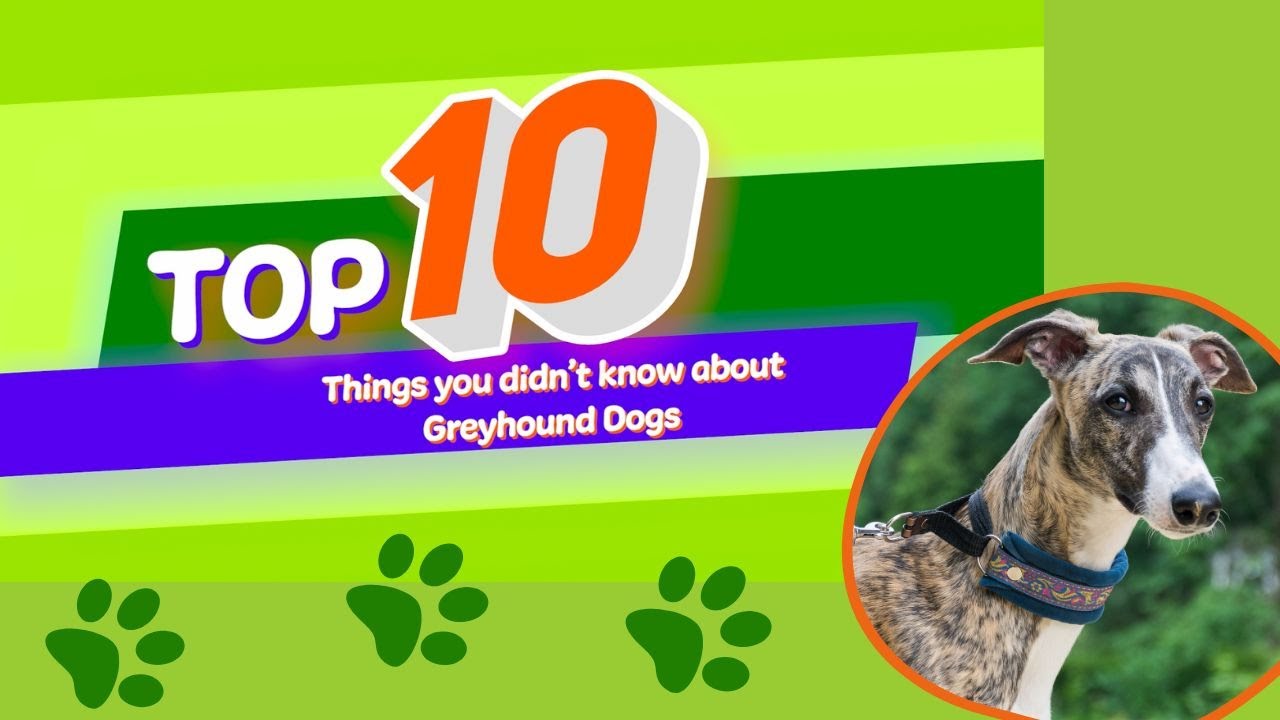 10 things you didn't know about Greyhound dogs