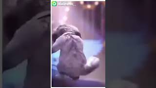 Cat Dance Funny Cat Dancing On Marathi Song Funny Cats Tv - bongo cat dance monkey roblox id