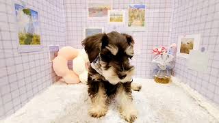 ミニチュアシュナウザーの動画01