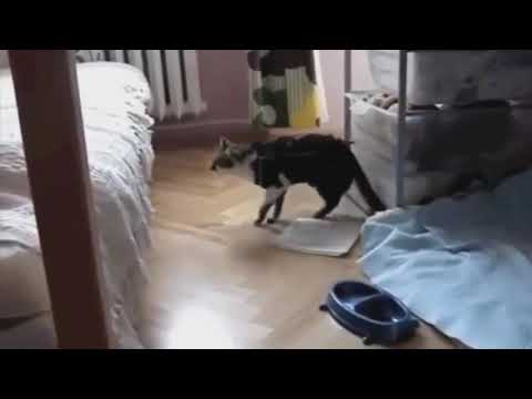 супер коты👍