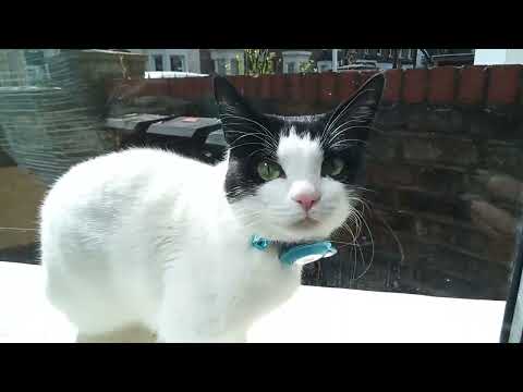 Cat from  2 doors down knows Rudy is here