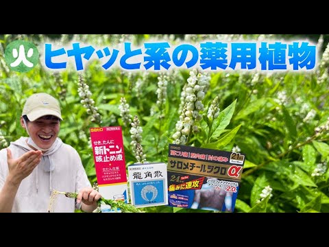 薬用植物としてのショウガ:応用と効果 植物