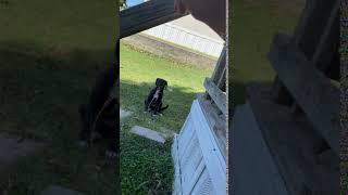 Greyhound Puppies Videos