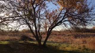 preview picture of video 'Osage Orange tree dropping leaves'