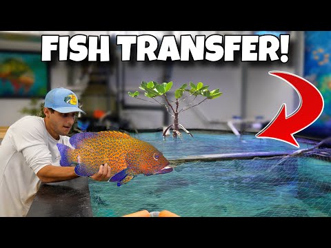 Ich setze meine exotischen Fische in seinen Traumteich um!!