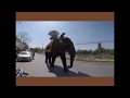 Elephant Attack A Foreigner