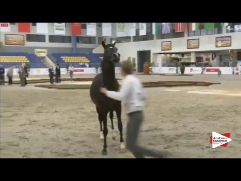 N.119 D ELYAS - Sharjah 2016 - 3 years old Colts (Class 6)