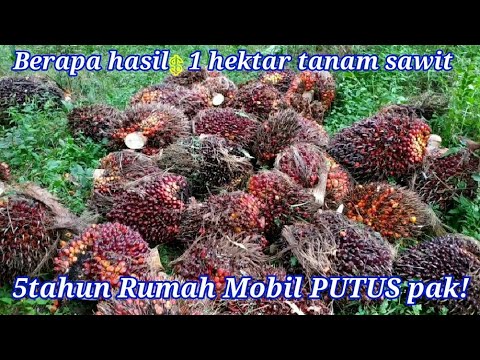 , title : 'Berapa Uang Yang Di Dapat ⁉️ Punya Lahan Sawit 1 Hektar Per Sekali Panen/Sebulan'