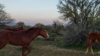 preview picture of video 'Mustangs all around me| salt river wild horse'