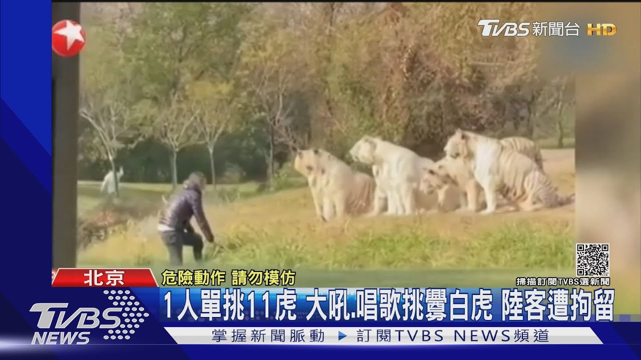 1人單挑11虎!大吼、唱歌試圖挑釁白虎 陸遊客遭拘留