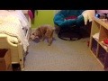 Sammy Plays Fetch