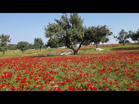 צבריות - משהו חדש מתחיל | מסיבה בציבור | Tzabariot| אירועים עסקיים |