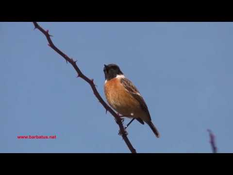 Tarabilla común ( Saxicola torquata ) Stonechat