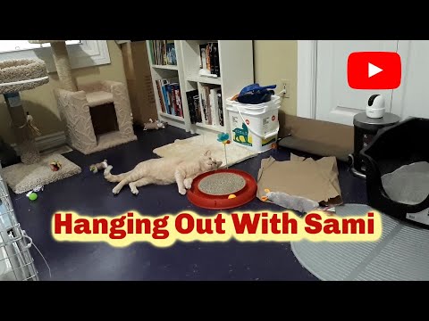 Stray Cat Adjusting To Indoor Living