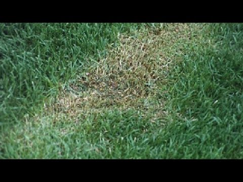 Tips To Getting A Quality Cut Lawn