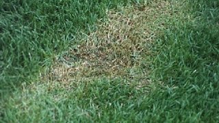 Tips To Getting A Quality Cut Lawn