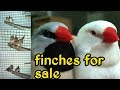 Grey Fawn Long Tail Finches Sale Breeding Pair Karthik Brothers Media