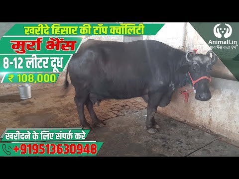 Black murrah buffalo