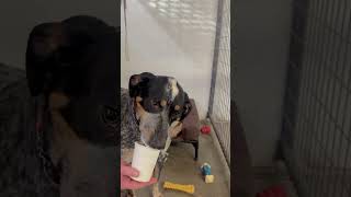 Video preview image #1 Bluetick Coonhound-Unknown Mix Puppy For Sale in Williamsburg, IA, USA