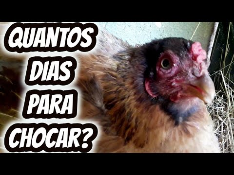 How many days does it take for a chick to hatch? How long does it take for a hen to hatch an egg?...