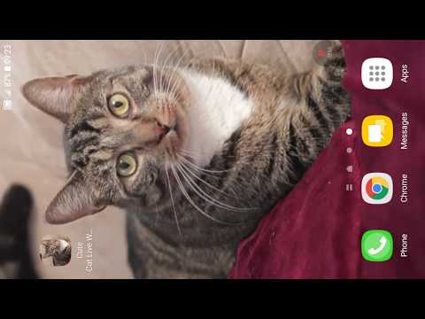 Cute Cat Live Wallpaper Pro Video