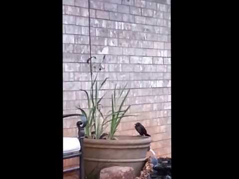 Birdwatching 4 - Juvenile Grackle & Adult Grackle