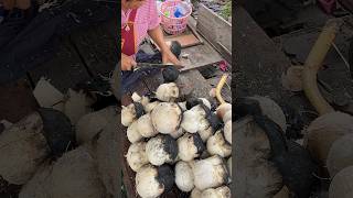 [問卦] 椰子水是哪裡來的