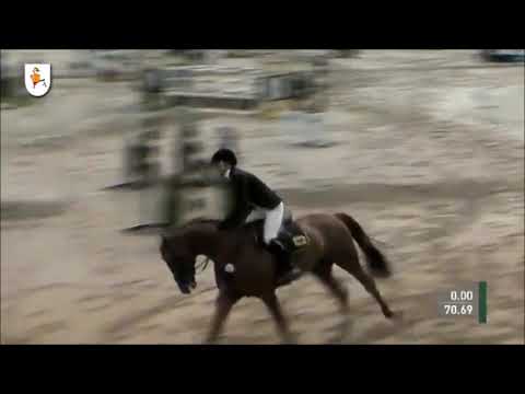 PERIGUEUX: top breeding index Hannover jumping stallion by www.equine-wvolution.com