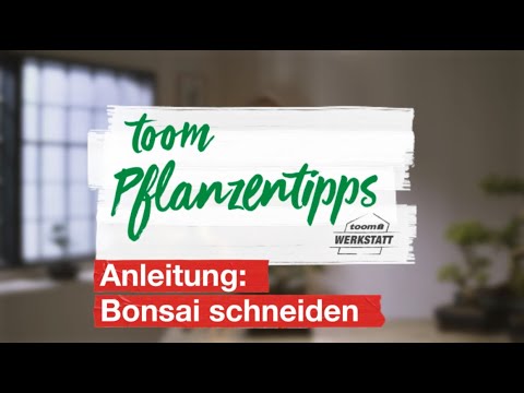 toom Pflanzentipps: Bonsai schneiden | toom Baumarkt