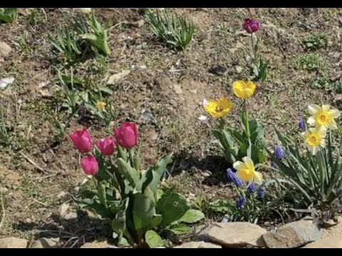 내가 만든 꽃 정원. My flower garden. Il mio giardino fiorito. Mi jardín de flores