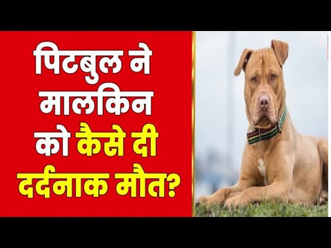 Pitbull Dog बेटे ने पाला था_ उसकी गैरमौजूदगी में Mother को नोंच डाला_ #swift adda