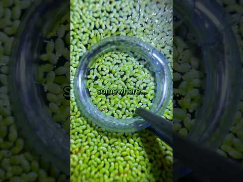 🐠 How I feed my Betta Fish